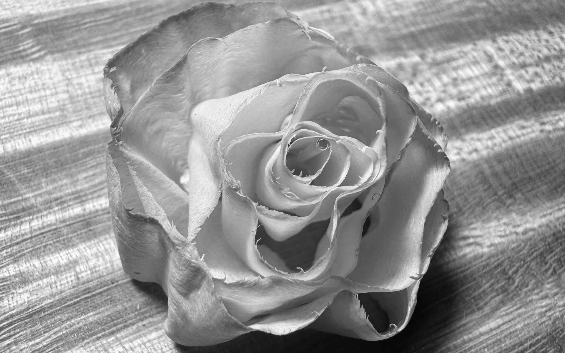 Emma Draghi Poggi and Milos Seyda